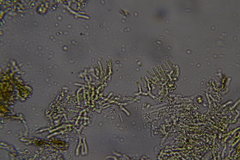 Phlebia ludoviciana