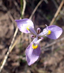Moraea algoensis