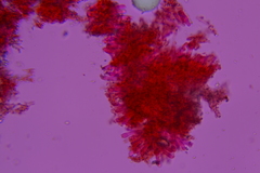 Phlebia ludoviciana