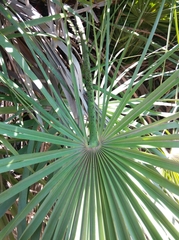 Chamaerops humilis