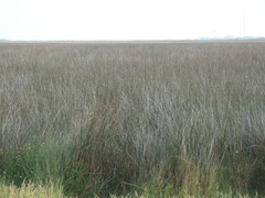 Juncus roemerianus