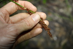 Machaerina rubiginosa