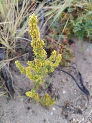 Artemisia palustris