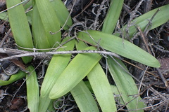 Pterygodium inversum