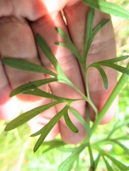 Delphinium halteratum