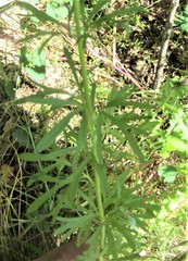 Delphinium halteratum