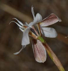 Moraea viscaria