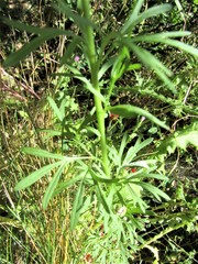 Delphinium halteratum