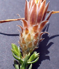 Oedera decussata