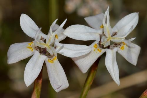 Moraea viscaria (L.f.) Ker Gawl.