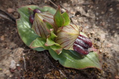 Satyrium pumilum