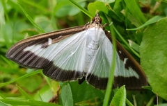 Cydalima perspectalis
