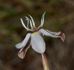 Moraea viscaria