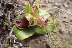 Satyrium pumilum