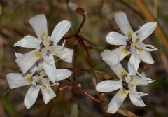 Moraea viscaria