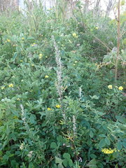 Artemisia mongolica