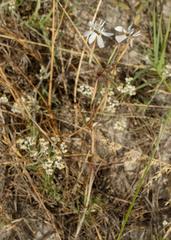 Moraea viscaria