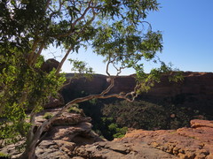 Corymbia aparrerinja