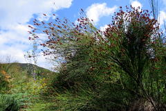 Platycaulos callistachyus