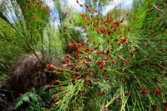 Platycaulos callistachyus