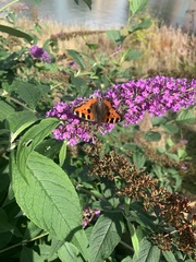Aglais urticae