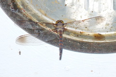 Zyxomma multinervorum