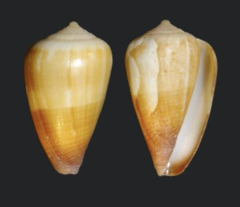 Conus ariejoostei