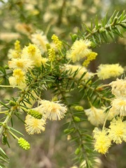 Acacia verticillata verticillata