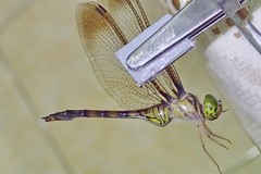 Zyxomma multinervorum