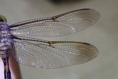 Zyxomma multinervorum