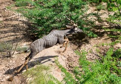 Tragelaphus imberbis