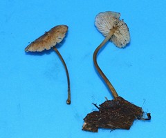 Marasmius floridanus