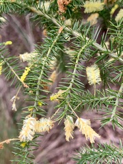 Acacia verticillata verticillata