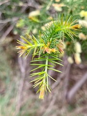 Acacia verticillata verticillata
