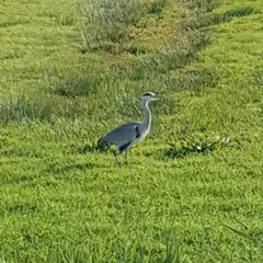 Ardea cinerea