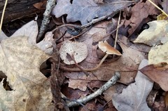 Marasmius floridanus