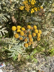 Tanacetum vulgare