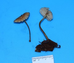 Marasmius floridanus