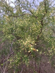 Acacia verticillata verticillata