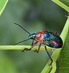 Eocanthecona furcellata
