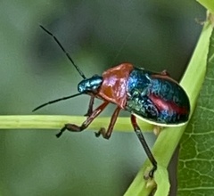 Eocanthecona furcellata