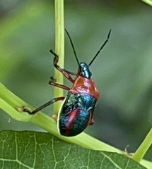 Eocanthecona furcellata