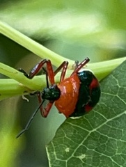Eocanthecona furcellata