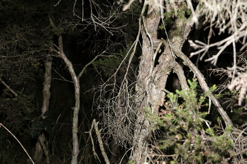 Image of Melaleuca sieberi by (c) Greg Tasney, some rights reserved (CC BY-SA)