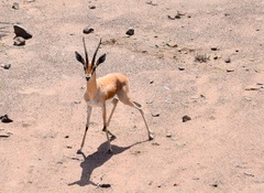 Gazella dorcas