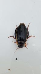 Dytiscus latissimus