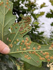 Neuroterus quercusbaccarum