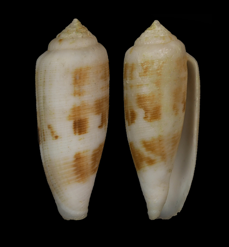 Conus artoptus