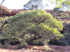 Acacia macdonnellensis