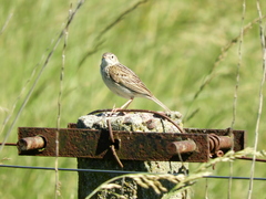 Anthus hellmayri